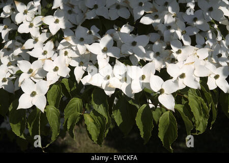 DEU, Deutschland, Hartriegel Strauch (lat. Cornus). Stockfoto