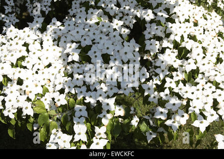 DEU, Deutschland, Hartriegel Strauch (lat. Cornus). Stockfoto