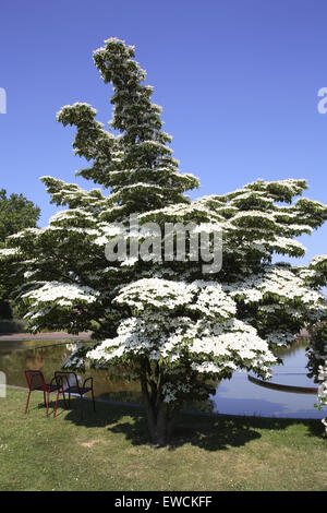 DEU, Deutschland, Hartriegel Strauch (lat. Cornus). Stockfoto