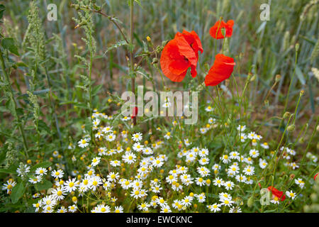 Europa, Deutschland, Mohn (Papaver) und Margeriten (Leucanthemum). Stockfoto