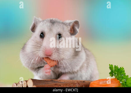 Goldhamster, Haustier Hamster (Mesocricetus Auratus). Erwachsene Essen Gemüse. Deutschland Stockfoto