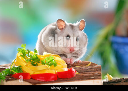 Goldhamster, Haustier Hamster (Mesocricetus Auratus). Erwachsenen neben Gemüse und Nudeln. Deutschland Stockfoto