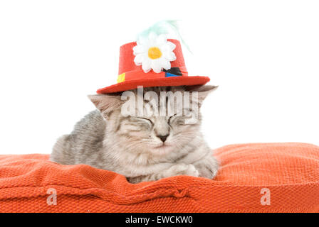 Hauskatze. Juvenile Tabby Kater mit einem Hut auf dem Kopf schlafen. Deutschland Stockfoto