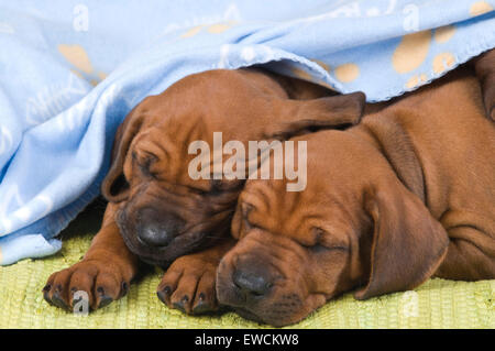 Rhodesian Ridgeback. Zwei Welpen, die unter einer Decke schlafen Stockfoto