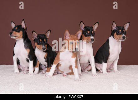 Basenji. Fünf Welpen (7 Wochen alt) sitzen nebeneinander. Studio Bild. Deutschland Stockfoto