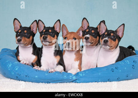 Basenji. Fünf Welpen (7 Wochen alt) neben einander auf ein Haustier Bett liegend. Studio Bild. Deutschland Stockfoto