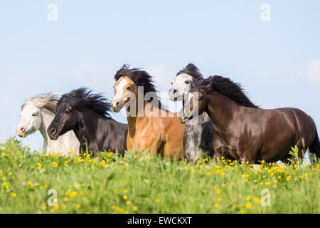 Welsh Pony. Gemischte Herde von Mpuntain Welsh-Ponys und Welsh B auf einer Weide. Österreich Stockfoto