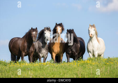 Welsh Pony. Gemischte Herde von Welsh Mountain Ponys und Welsh B auf einer Weide. Österreich Stockfoto
