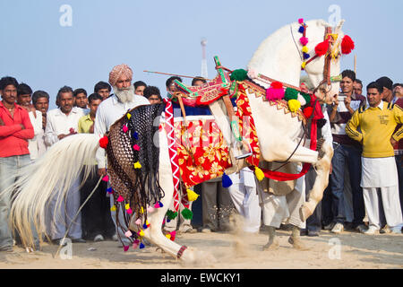 Marwari Pferde. Grauer Hengst im schönen Geschirr die Levade durchführen. Traditionelle Pferd Tanz, Indien Stockfoto