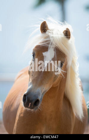 Haflinger Pferd. Porträt der Fuchswallach. Italien Stockfoto