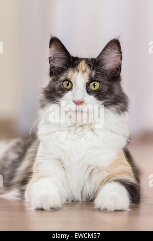 Norwegische Waldkatze. Dreifarbigen Erwachsenen auf Parkett liegen. Deutschland Stockfoto