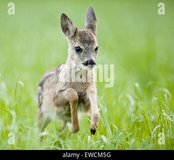 Europäische Rehe (Capreolus Capreolus). Rehkitz im Rasen laufen. Deutschland Stockfoto