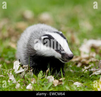 Europäischer Dachs (Meles Meles). Jungen stehen auf dem Waldboden. Deutschland Stockfoto