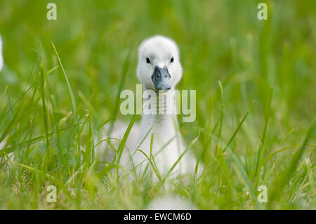 Höckerschwan (Cygnus Olor). Cygnet Gras. Deutschland Stockfoto