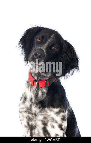 Kleines Munsterlander. Portrait mit Kopf gespannt. Studio Bild vor einem weißen Hintergrund Stockfoto