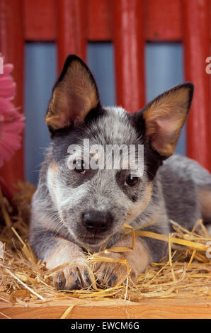 Australian Cattle Dog. Porträt von Welpen auf Stroh liegend Stockfoto