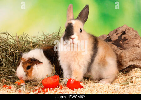 Zwerg Kaninchen und Cavie, Meerschweinchen mit Tomaten und Karotten. Deutschland Stockfoto