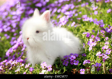 Zwerg Kaninchen, Löwenkopf Kaninchen. Weiße junge Gras mit blauen Blüten. Deutschland Stockfoto