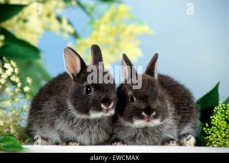 Zwerg Kaninchen. Zwei Kaninchen neben blühenden Holunder. Deutschland Stockfoto