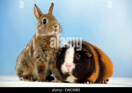 Zwerg Kaninchen neben Cavie, Meerschweinchen. Studio Bild vor einem blauen Hintergrund Stockfoto