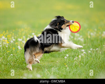 Rough Collie. Erwachsener Hund eine fliegende Scheibe zu fangen. Deutschland Stockfoto