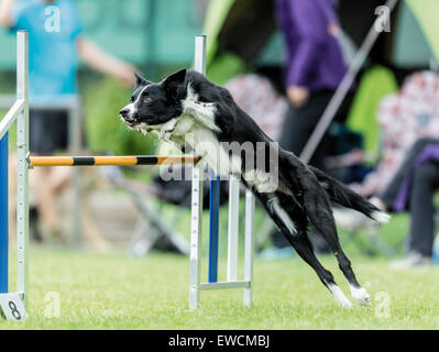 Border-Collie Sprung über eine Hürde in einem Agility Parcour. Deutschland Stockfoto