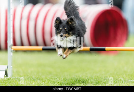 Shetland Sheepdog, Shetland Collie Sprung über eine Hürde in einem Agility Parcour. Deutschland Stockfoto