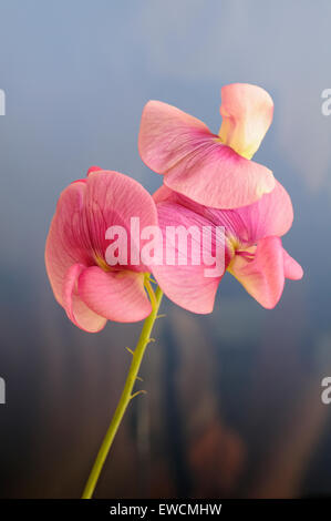 Mehrjährige Peavine, Lathyrus Latifolius, vertikale Porträt von rosa Blüten mit schönen outfocus Hintergrund. Stockfoto