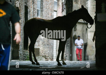 Siena gliedert sich in 17 Bezirke, bekannt als Contrade, und kämpfen sie, zehn von den Bezirken zu einer Zeit, in der zweimal ein Jahr, am 2. Juli und 16. August Pferderennen um den zentralen Platz Campo. Hier wird ein Pferd gepflegt und verwöhnt vor dem Palio-Pferderennen. Siena, Toskana. Italien. Juli. Stockfoto