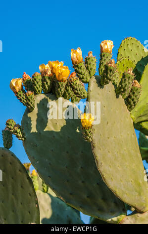 Apulien-Provinz Bari Kaktusfeigen und Blumen, Stockfoto