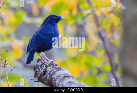 Männliche Satin Laubenvogel (Ptilonorhynchus Violaceus) in die Blue Mountains, New South Wales, Australien Stockfoto