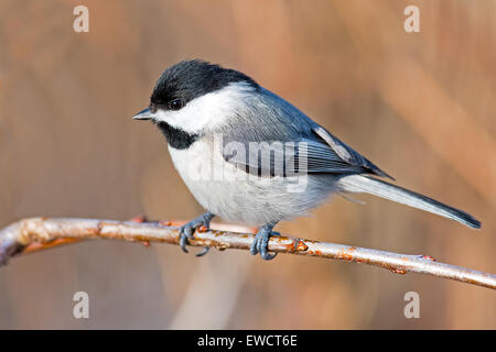 Carolina Chickadee auf Ast Stockfoto