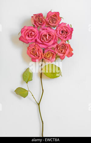 Bouquet von getrockneten Rosen auf weißem Hintergrund Stockfoto