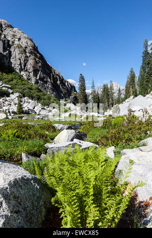 Eine Landschaftsansicht der kleinen Wiese in der Nähe der verbotenen Seen in der Dreiheit-Alpen-Wildnis. Stockfoto