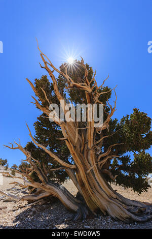 Bristlecone Pine Forest in den White Mountains, östlichen Kalifornien, USA. Die ältesten lebenden Bäume der Welt.
