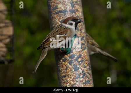 Baum-Spatz auf Saatgut feeder Stockfoto