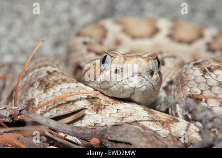 Santa Catalina Island Klapperschlange (Rattleless Klapperschlange) - Crotalus Catalinensis, Nahaufnahme Stockfoto