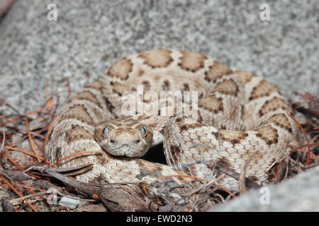 Santa Catalina Island Klapperschlange (Rattleless Klapperschlange) - Crotalus catalinensis Stockfoto