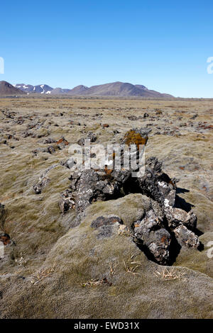 Dicke Moos bedeckt Lavafelder am Hellisheidi aufgrund der Hengill Vulkan Island Stockfoto