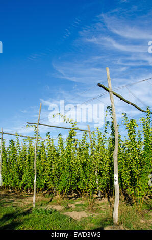 Hopfengarten in Kent, England.  Kurz vor der Ernte. Mit Textfreiraum. Stockfoto