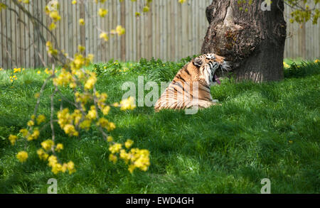 Tiger Gähnen Yorkshire Wildlife Park in Branton, Doncaster England UK Stockfoto