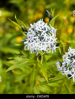 Die Blüten des blauen Definitionen, Blue Star, Rhazya oder östlichen Bluestar (Amsonia Tabernaemontana) Stockfoto