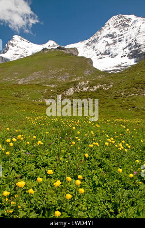 Berner Oberland-Region der Schweizer Alpen, mit den Eiger und die Monch in der Ferne Stockfoto