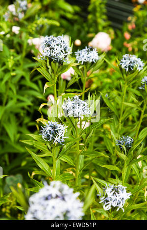 Die Blüten des blauen Definitionen, Blue Star, Rhazya oder östlichen Bluestar (Amsonia Tabernaemontana) Stockfoto