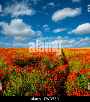 Fußweg durch ein Feld von Mohnblumen gegen ein strahlend blauer Himmel Stockfoto