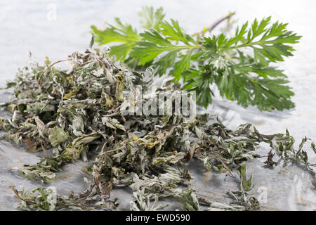 Beifuß, gemeinsame Wermut, Beifuss, Blatt, Blätter, Gewöhnlicher Beifuß, Ernte, Artemisia Vulgaris, L'Armoise Gemeinde, Artémise Stockfoto