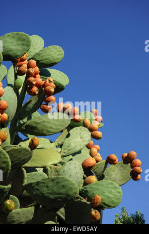 Opuntia Ficus-Indica Früchte auch bekannt als Stachelige Birne Frucht indische Feigen Opuntia, Barbary Fig, Cactus Pear rückgratloser Kaktus Stockfoto