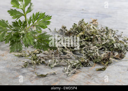 Beifuß, gemeinsame Wermut, Beifuss, Blatt, Blätter, Gewöhnlicher Beifuß, Ernte, Artemisia Vulgaris, L'Armoise Gemeinde, Artémise Stockfoto