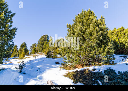 Wanderweg im weißen Schnee in einem Wald von grünen Kiefern und Tannen auf Dolomiten Stockfoto