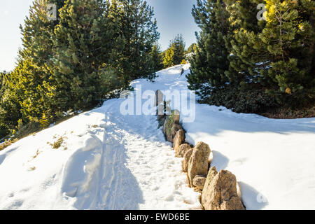 Wanderweg im weißen Schnee in einem Wald von grünen Kiefern und Tannen auf Dolomiten Stockfoto